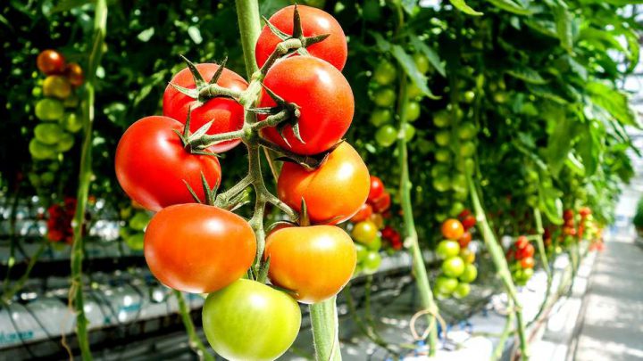 Tomate