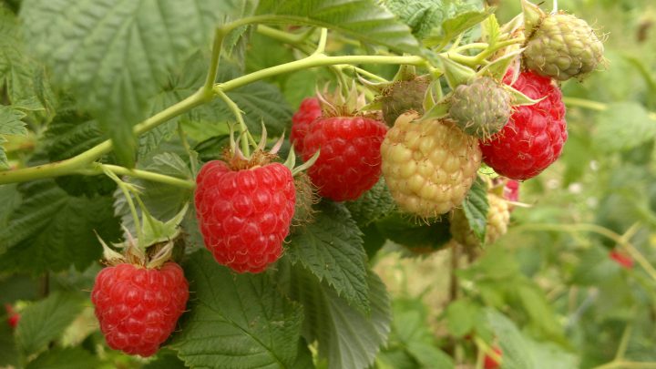 Framboise