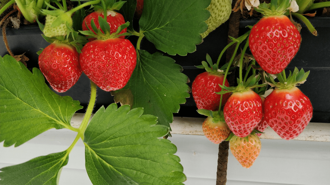 Fraises